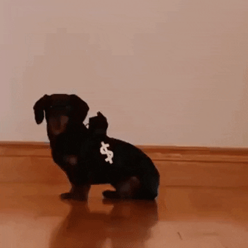Cute Puppies Playing GIF