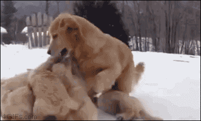 Cute Puppies Playing Snow GIF