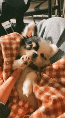 Cute Puppy Adorable Paws Play GIF