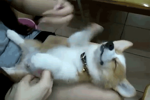 Cute Puppy Air Swimming GIF