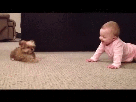 Cute Puppy Bark Play Baby GIF