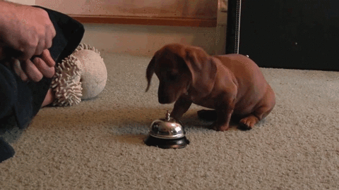 Cute Puppy Bell Ring Trick GIF