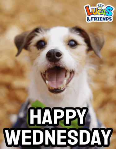 Cute Puppy Blessed Good Morning Wednesday GIF