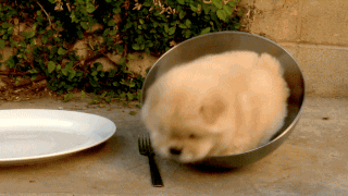 Cute Puppy Bowl Roll GIF