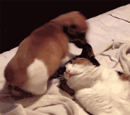 Cute Puppy Cat Face Sit GIF