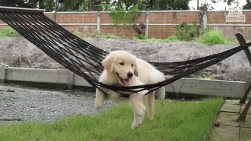 Cute Puppy Chilling Hammock GIF