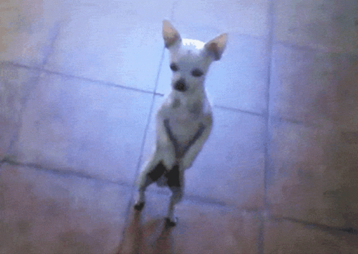 Cute Puppy Dancing Dog GIF