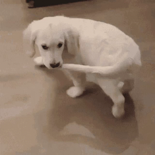 Cute Puppy Dog Bite Tail GIF