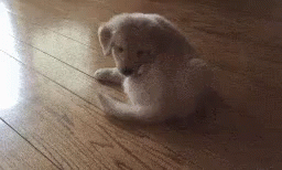 Cute Puppy Dog Chasing Tail GIF