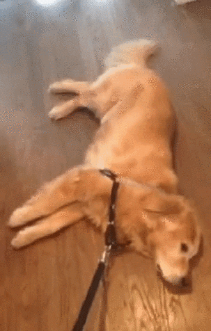 Cute Puppy Dog Drag Leash GIF