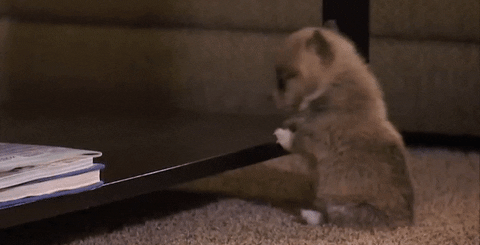 Cute Puppy Fall Down Roll GIF