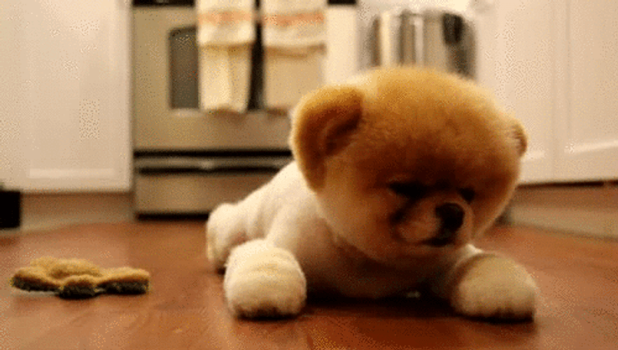 Cute Puppy GIFs GIFDB Cute Puppy GIFs GIFDB
