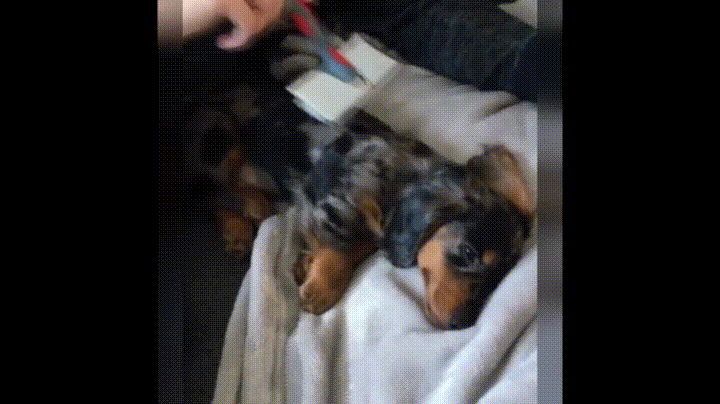 Cute Puppy Fur Comb Relax GIF