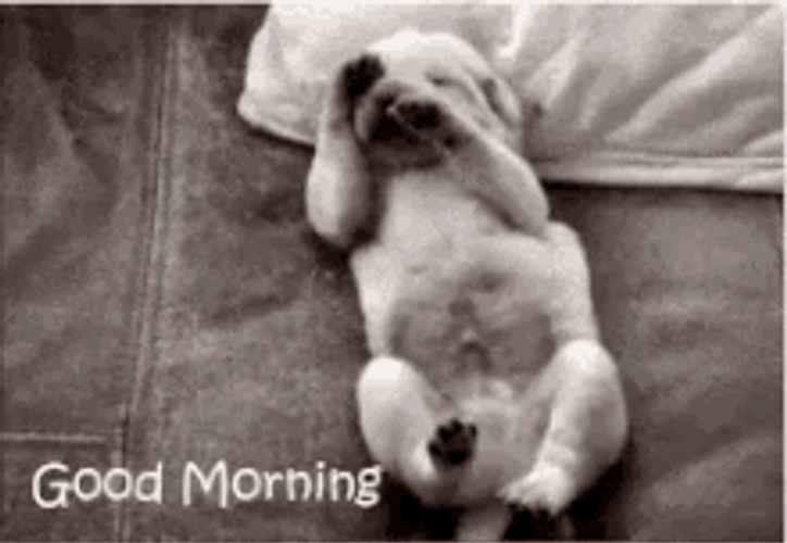 Cute Puppy Good Morning Stretch GIF