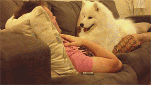 Cute Puppy Happy Human Cuddle GIF