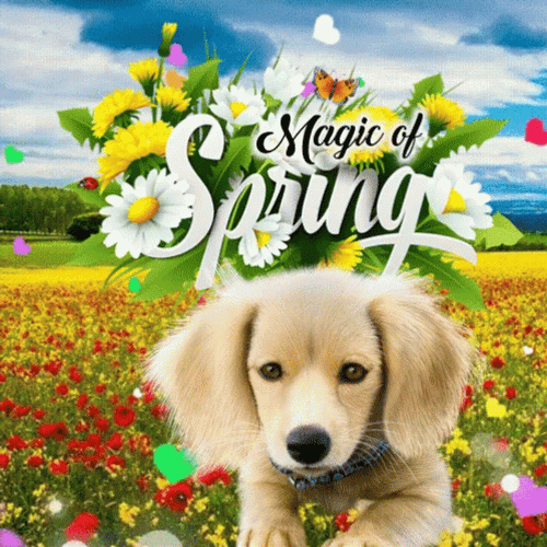 Cute Puppy Happy Spring GIF
