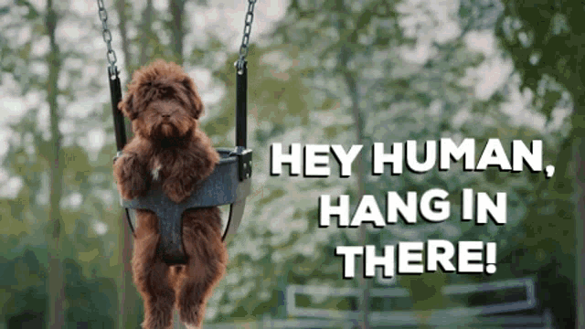Cute Puppy Hey Human Hang In There GIF