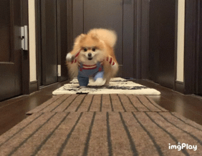 Cute Puppy Holding Knife While Running GIF