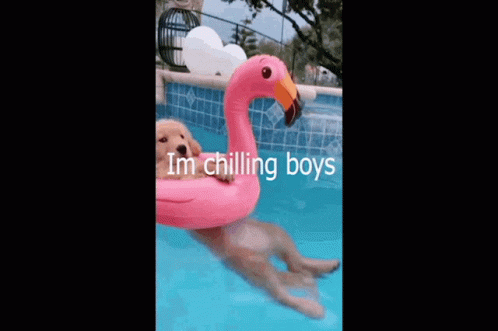 Cute Puppy In A Flamingo Floater GIF