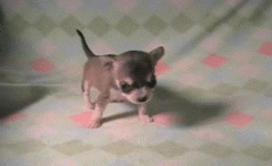 Cute Puppy Learning To Walk GIF