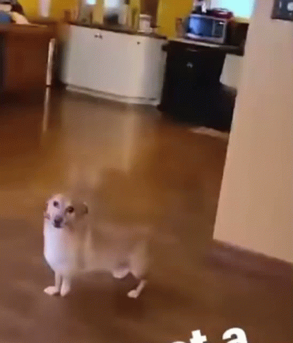 Cute Puppy Makes Me Want A Hot Dog GIF