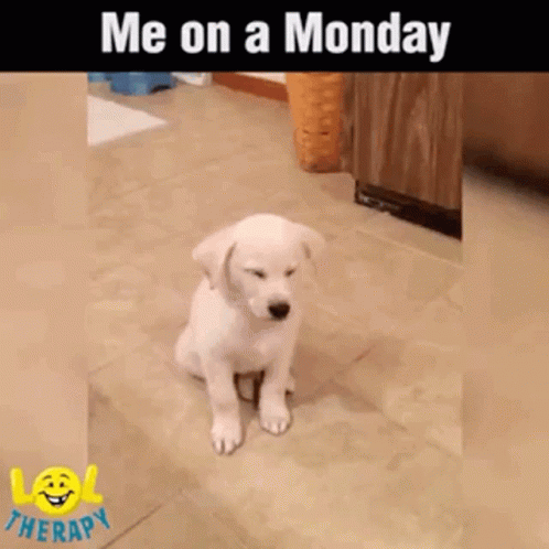 Cute Puppy Mood On Tired Monday GIF