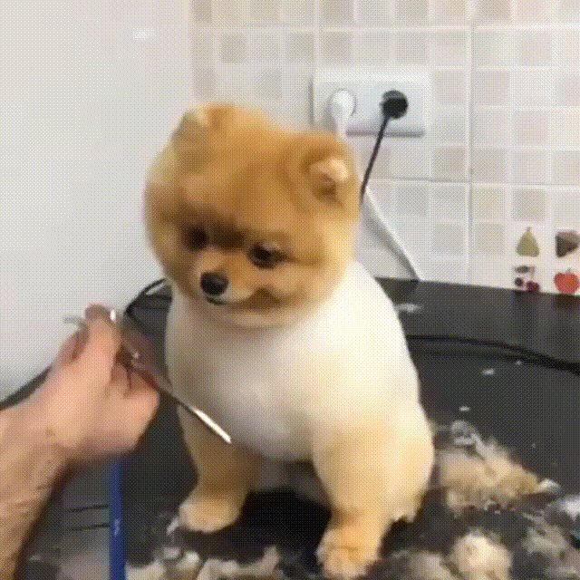 Cute Puppy New Haircut GIF