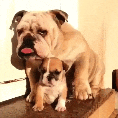 Cute Puppy Parent Stretch Squeeze GIF