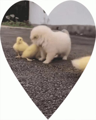Cute Puppy Playing Chicks GIF