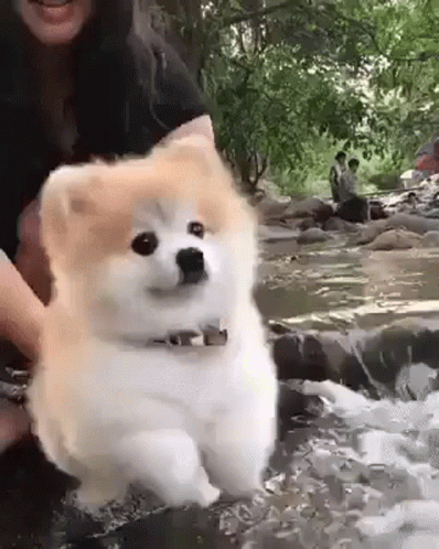 Cute Puppy Pretend Swimming Water GIF