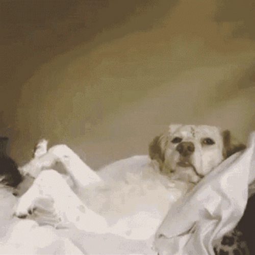 Cute Puppy Raising Hand I Did It GIF