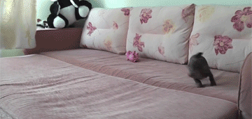 Cute Puppy Running In Bed GIF