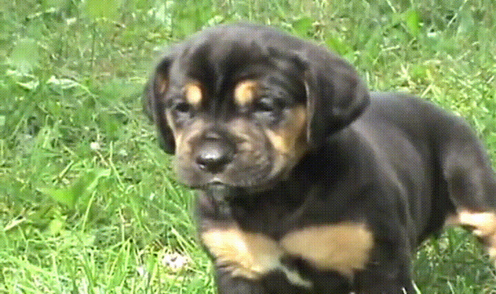 Cute Puppy Scared Running Away GIF