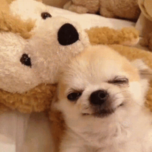 Cute Puppy Sleeping Teddy Bear GIF