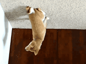 Cute Puppy Upside Down GIF