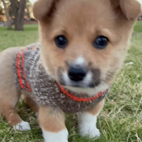 Cute Puppy Wearing Sweater Weather Snl GIF