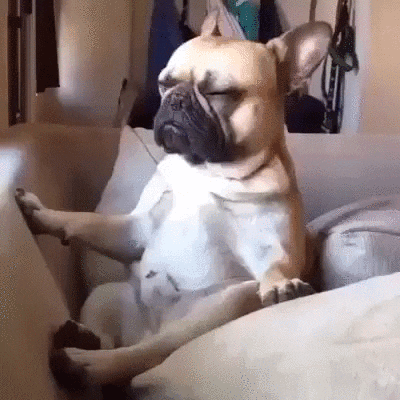 Cute Puppy Window Sit Sleepy GIF