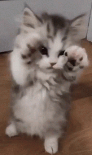 Cute Purr Kitten Stretching GIF