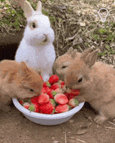Cute Rabbit Eating Gif GIF