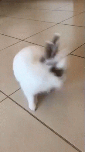 Cute Rabbit Reaction Que GIF