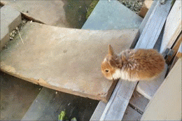 Cute Rabbit Sliding On Wooden Slide GIF