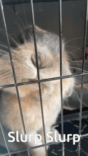 Cute Rabbit Slurp GIF