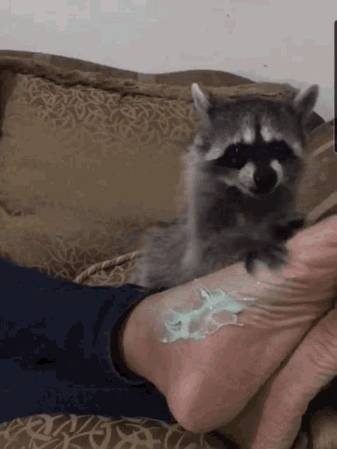 Cute Raccoon Doing Lotion Foot Massage GIF