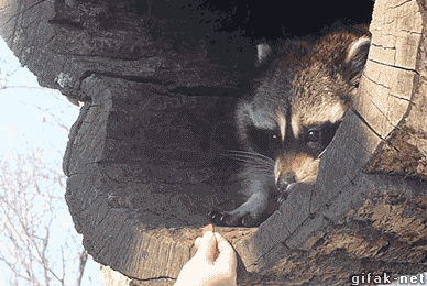 Cute Raccoon My Precious Food GIF