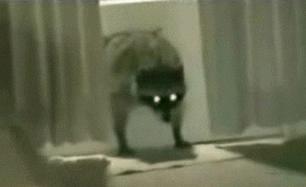 Cute Racoon Robber Stealing Hat GIF