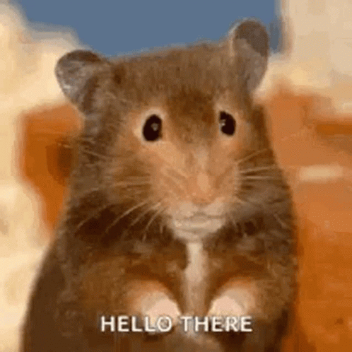Cute Rat Hello There GIF