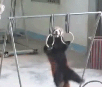 Cute Red Panda Pull Up GIF