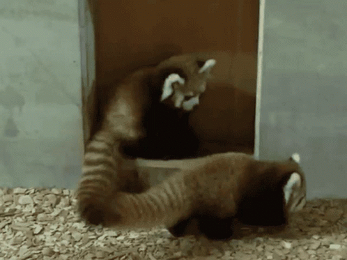 Cute Red Panda Snuggles GIF