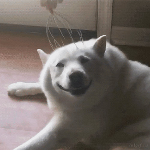 Cute Relaxing Happy Dog Smile GIF