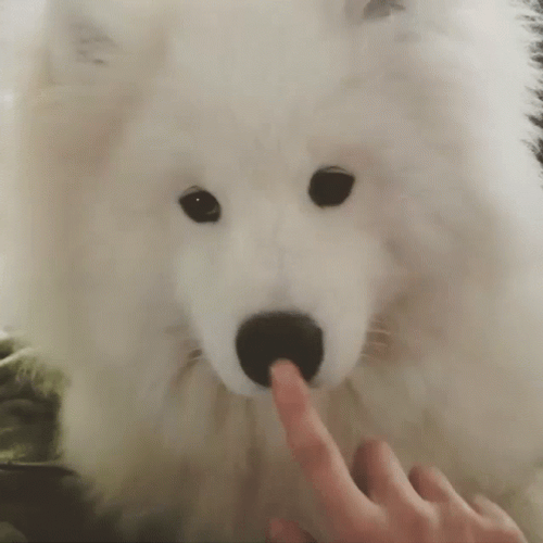 Cute Samoyed Dog Boop GIF